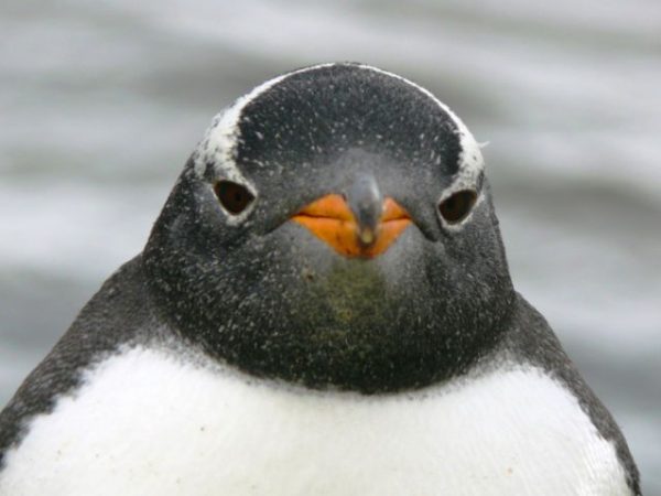 penguen-yüzü