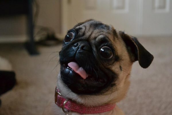 011pug