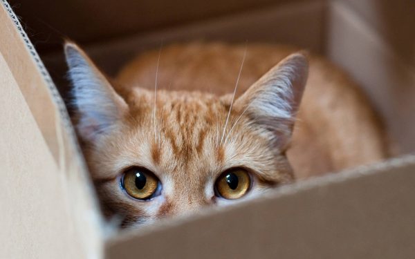 012 cats