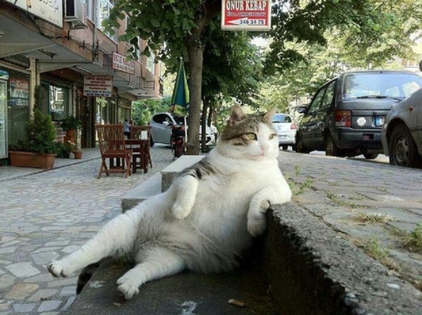 017 cats
