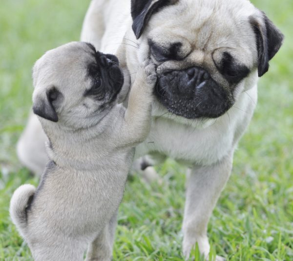 017pug