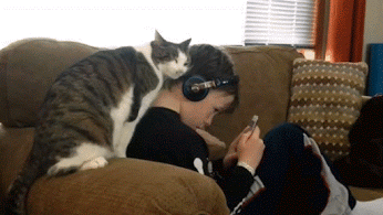 022 cats