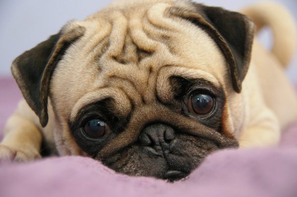 03pug