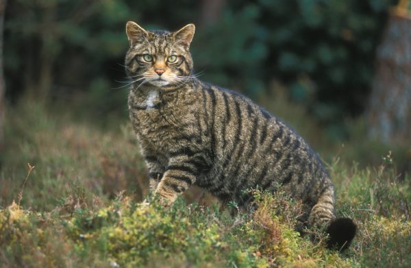 05 cats