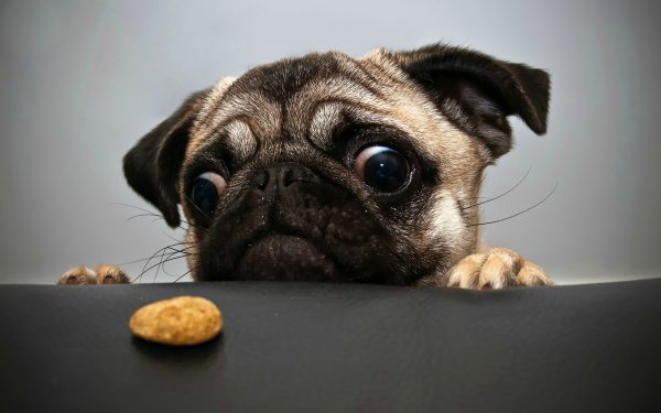 05pug