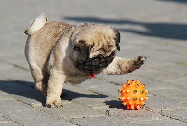 06pug