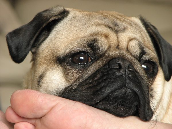 07pug
