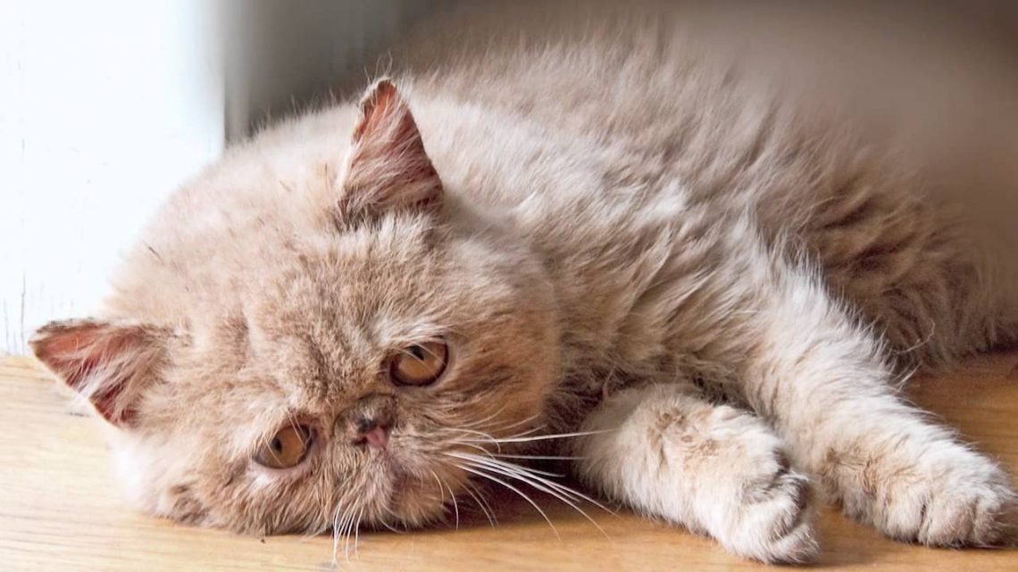 Kedi Depresyonu Hakkında Bilmeniz Gereken 14 Önemli Şey