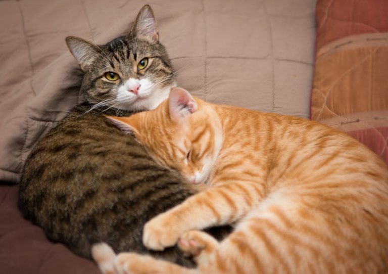 Kedi Sahiplerinin Bilmesi Gereken Kedilerde Görülen 16 Yaygın Hastalık