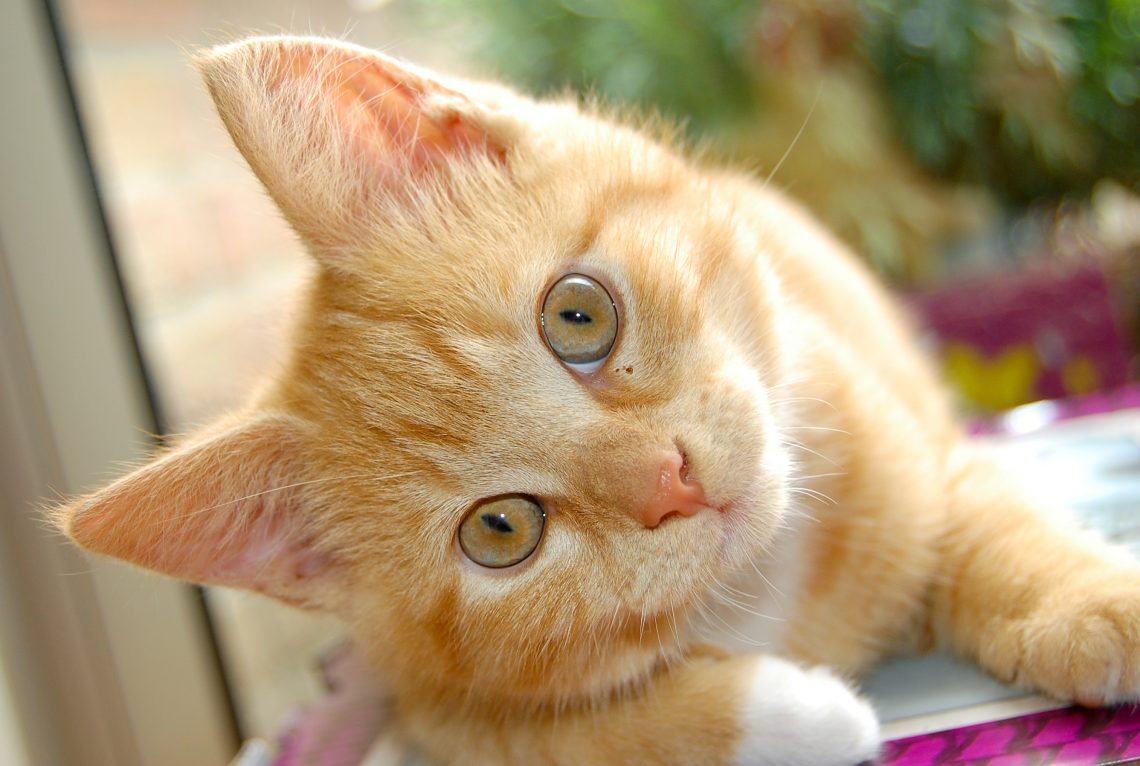 Kedi Sahiplerinin Bilmesi Gereken Kedilerde Görülen 16 Yaygın Hastalık