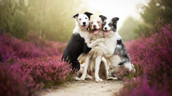 dogsss