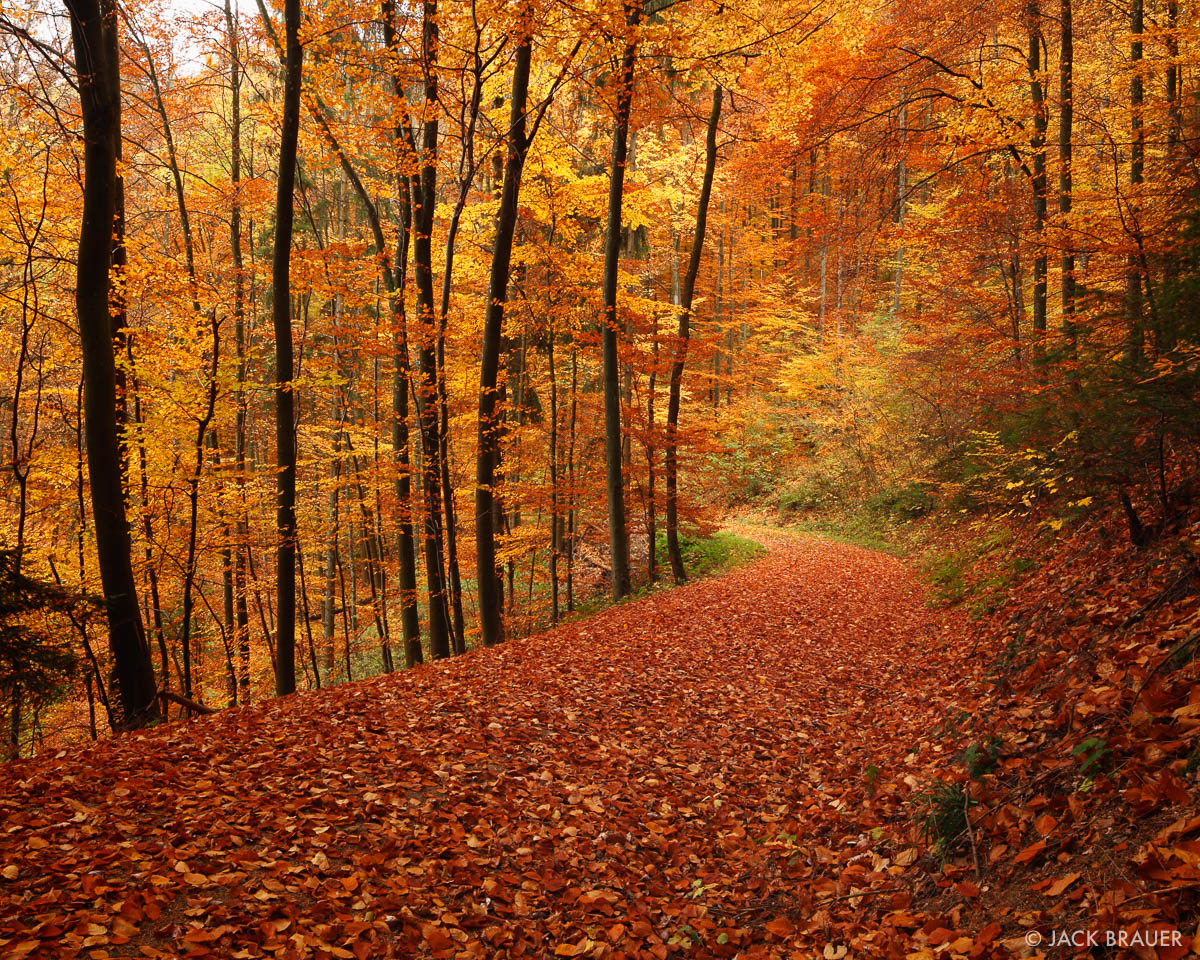 Freiburg Autumn Road
