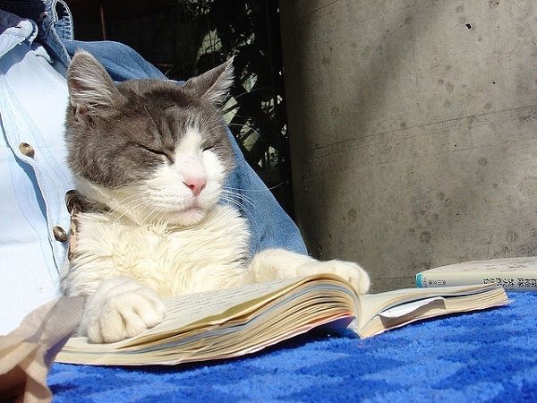 kitap okuyan kedi