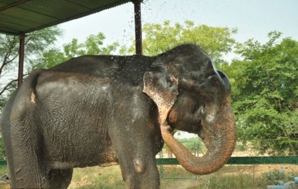 8-fil-raju