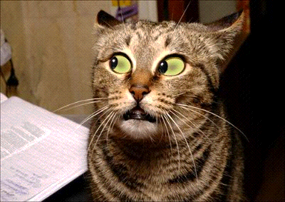 cat-insane