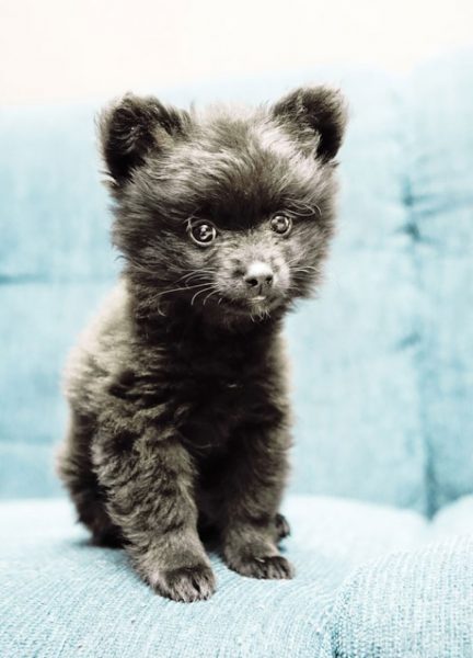 chubby-puppies-bear-cub-look-alikes-20__605