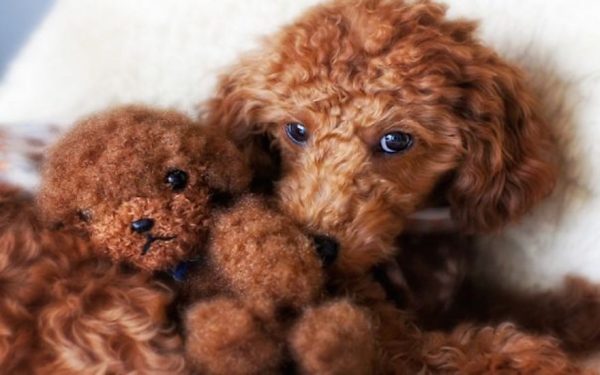 dog-and-teddy-bear-9952-1440x900__605