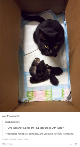 funny-tumblr-cats-10-5811ce6638274__700-325x600