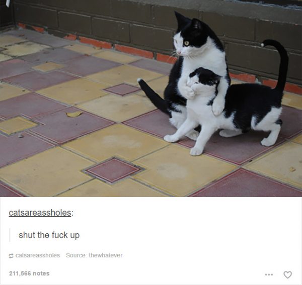 funny-tumblr-cats-11-5811ce6911da8__700-600x567