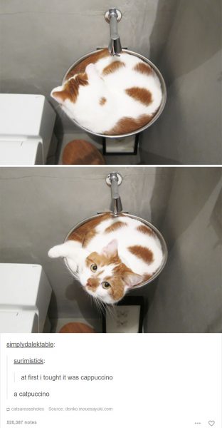 funny-tumblr-cats-13-5811ce6e54e37__700-312x600
