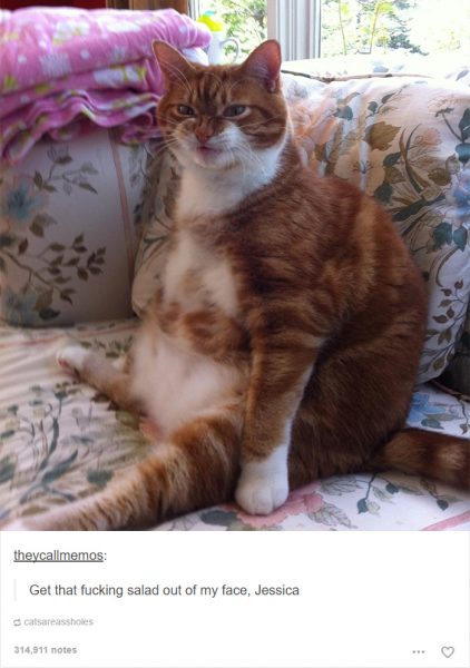 funny-tumblr-cats-16-5811ce782f242__700-422x600