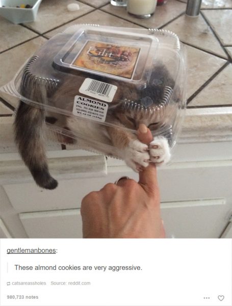 funny-tumblr-cats-17-5811ce7ac0676__700-455x600