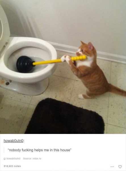 funny-tumblr-cats-2-5811ce5150f31__700-444x600