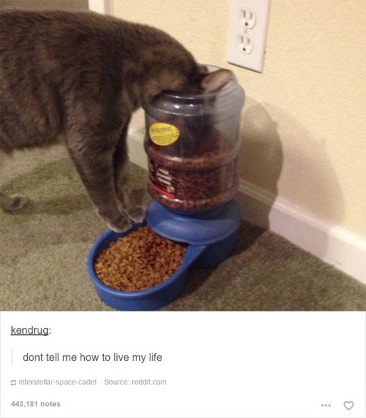 funny-tumblr-cats-30-5811ce9d79f27__700-526x600