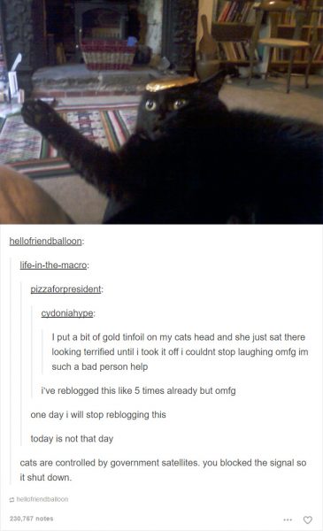 funny-tumblr-cats-31-5811cea03f61b__700-365x600
