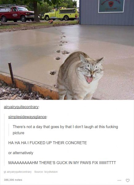 funny-tumblr-cats-36-5811ceae880e7__700-1-435x600
