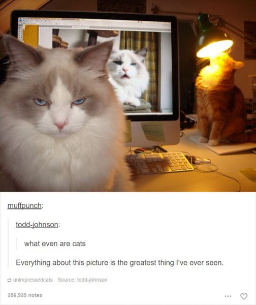 funny-tumblr-cats-37-5811ceb0dc575__700-504x600