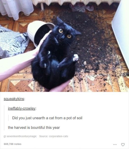 funny-tumblr-cats-40-5811ceb7e70d9__700-521x600