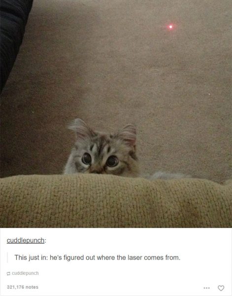 funny-tumblr-cats-51-5811ced50e020__700-471x600