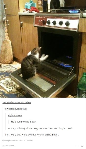 funny-tumblr-cats-58-5811f437dca49__7001-350x600