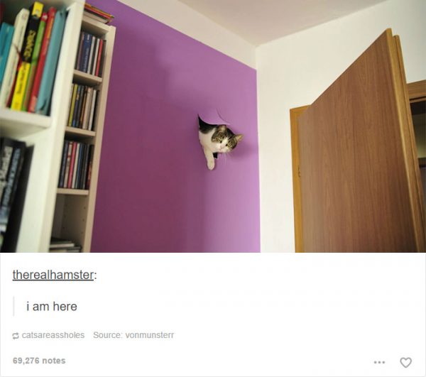 funny-tumblr-cats-6-5811ce5bcbaf0__700-600x531