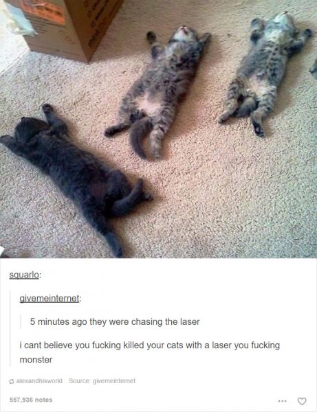 funny-tumblr-cats-61-5811f4834eeb3__700-461x600