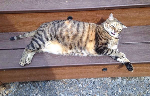 funny-unphotogenic-derp-animals-20-57ee15a0b2862__605