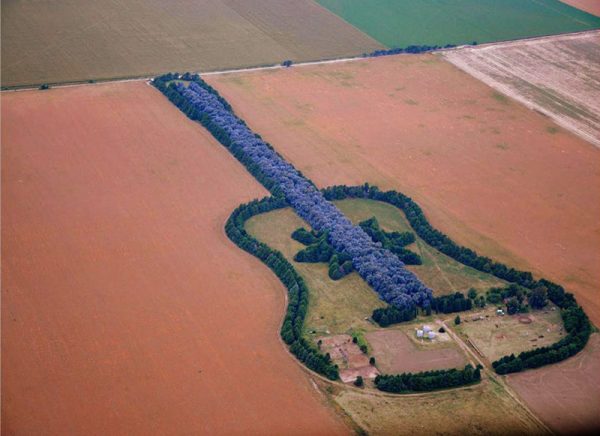 gitar-seklinde-orman