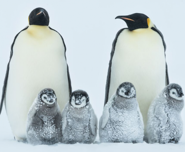 penguen-ailesi