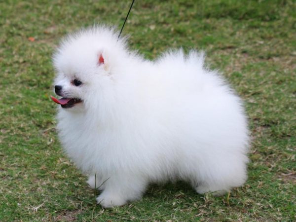 pomeranian_31334
