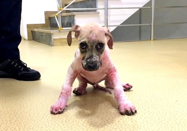 11.3.16-Pascal-Dog-Drowned-in-Glue5