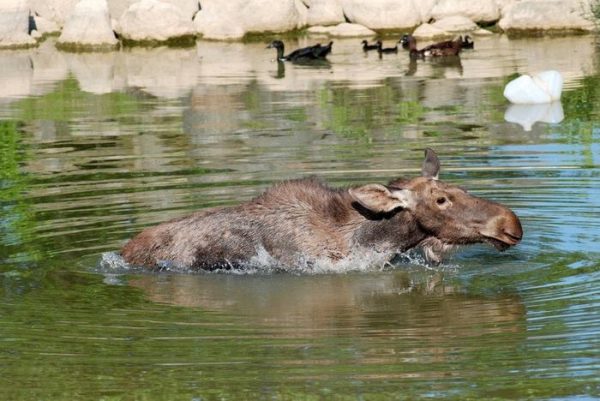 rescued-moose-visit-guy-erikas-plucas-14