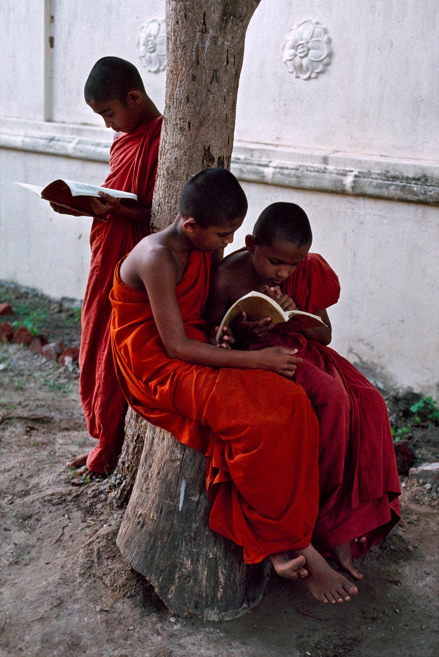 Three novice monks study their books by a tree, Sri Lanka, 08/1995