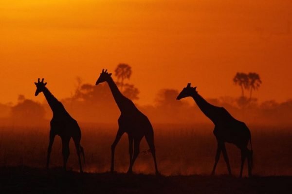 01giraffesilentextinction.ngsversion.1437165000401.adapt.885.1