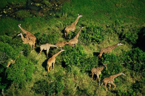 02giraffesilentextinction.ngsversion.1437165000361.adapt.885.1
