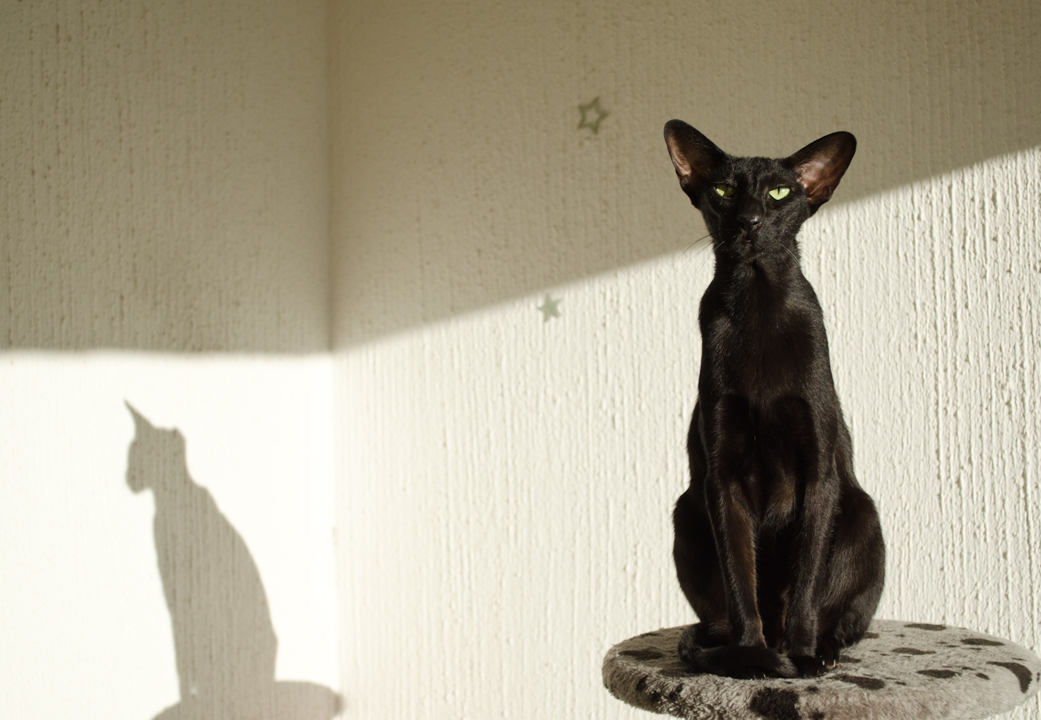 504517-best-hd-walls-of-oriental-cat