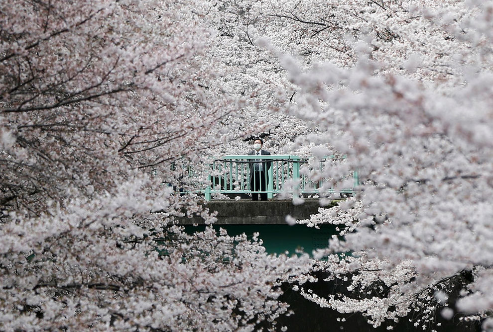 blossoms in almost full bloom in Tokyo, Japan, April 1, 2016.