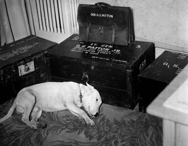 general-patton-s-dog-on-the-day-of-his-death-photo-u1