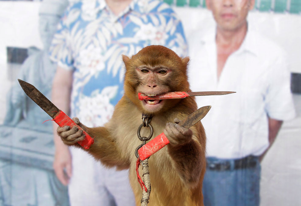 monkey farm in Baowan village, Xinye county of China’s central Henan province, February 2, 2016.ü