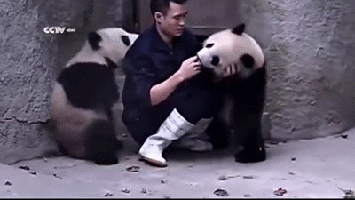 015 panda